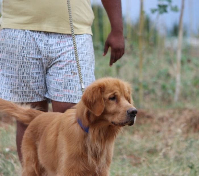 Golden Retriever - Mayaa Kennel - Anish (Theni)