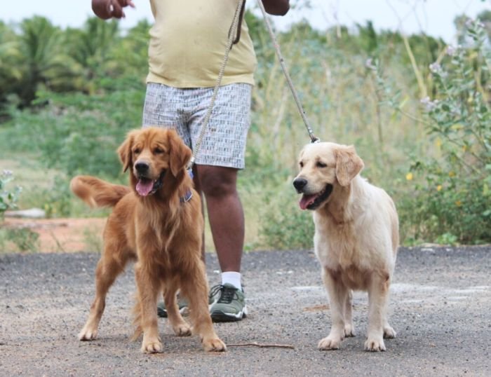 DogsIndia.com - Golden Retriever - Mayaa Kennel - Anish (Theni)