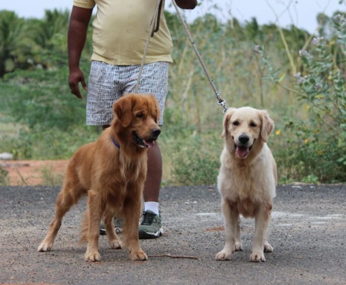Golden Retriever - Mayaa Kennel - Anish (Theni)
