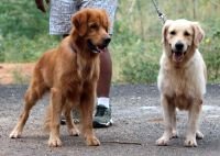 Golden Retriever - Mayaa Kennel - Anish (Theni)