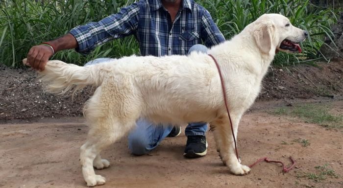 DogsIndia.com - Golden Retriever - Mieux Kennel - Sunil Kumar