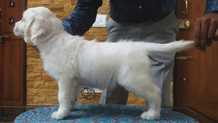 DogsIndia.com - Golden Retriever - Mieux Kennel - Sunil Kumar