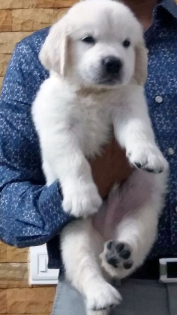 DogsIndia.com - Golden Retriever - Mieux Kennel - Sunil Kumar
