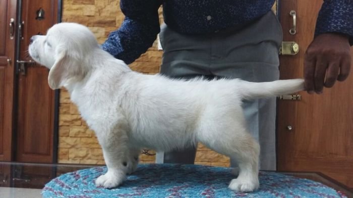 DogsIndia.com - Golden Retriever - Mieux Kennel - Sunil Kumar
