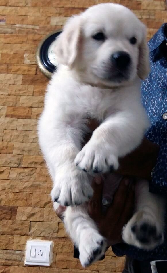 DogsIndia.com - Golden Retriever - Mieux Kennel - Sunil Kumar