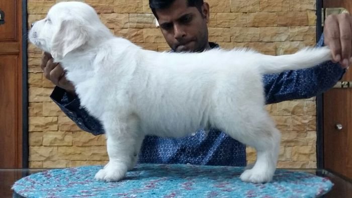 DogsIndia.com - Golden Retriever - Mieux Kennel - Sunil Kumar