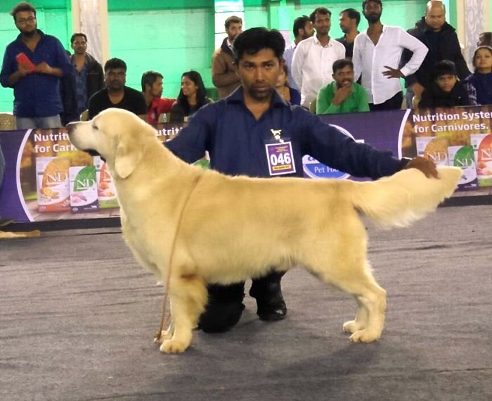DogsIndia.com - Golden Retriever - Mieux Kennel - Sunil Kumar
