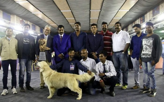 DogsIndia.com - Golden Retriever - Mieux Kennel - Sunil Kumar