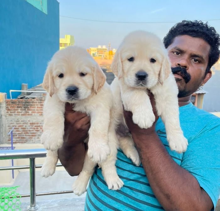 DogsIndia.com - Golden Retriever - Muthu Kumar
