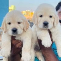 DogsIndia.com - Golden Retriever - Muthu Kumar