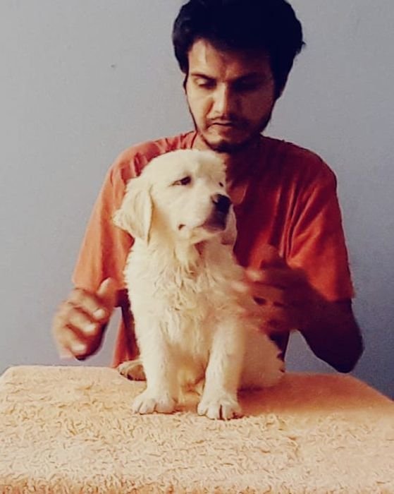 DogsIndia.com  Golden Retriever  Hayesberg  Nihal