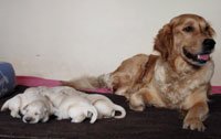 Dogs India Golden Retriever Philanski