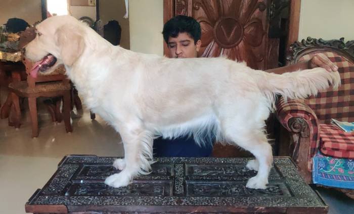 DogsIndia.com - Golden Retriever - Philanski