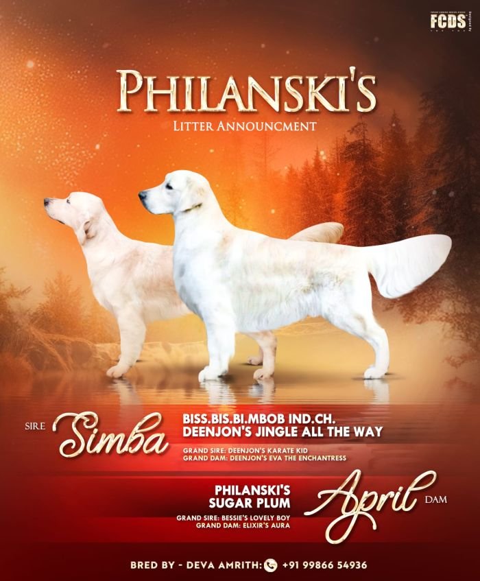 DogsIndia.com -  Golden Retriever - Philanski