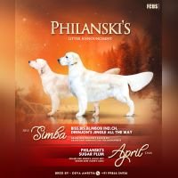 DogsIndia.com -  Golden Retriever - Philanski