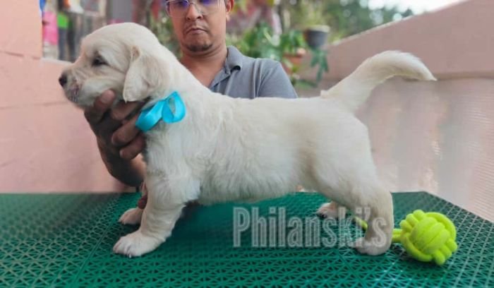 DogsIndia.com -  Golden Retriever - Philanski