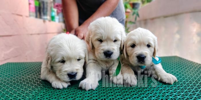 DogsIndia.com -  Golden Retriever - Philanski