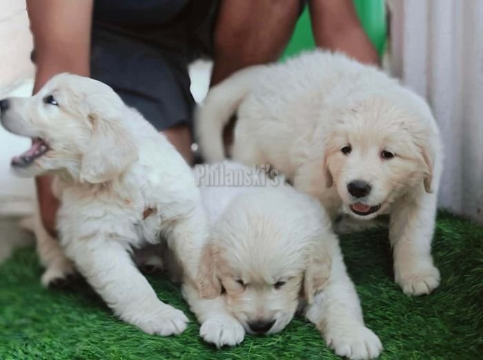 DogsIndia.com -  Golden Retriever - Philanski