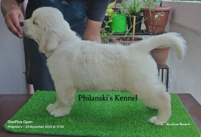 DogsIndia.com -  Golden Retriever - Philanski