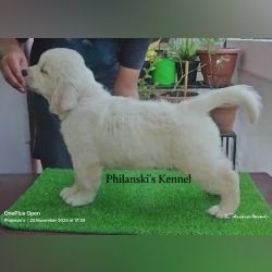 DogsIndia.com -  Golden Retriever - Philanski