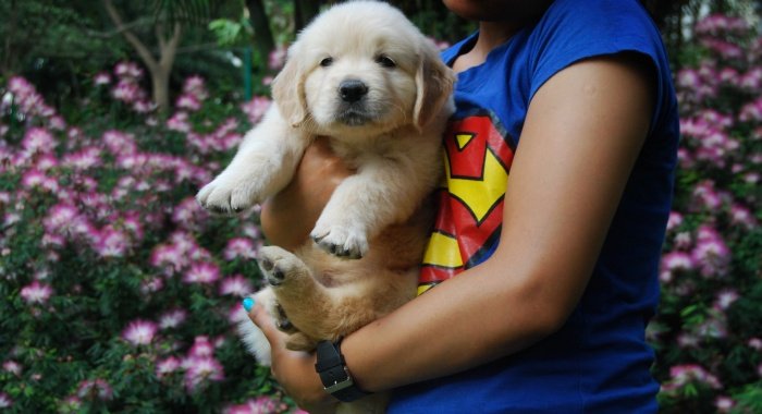 DogsIndia.com - Golden Retriever - Praveen