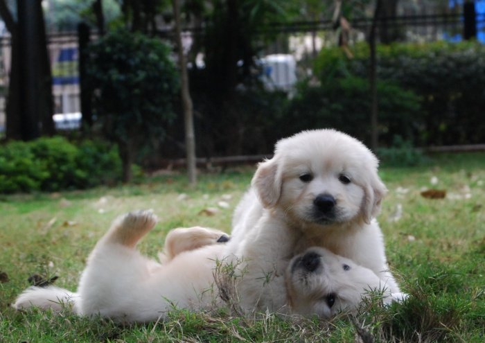 DogsIndia.com - Golden Retriever - Praveen