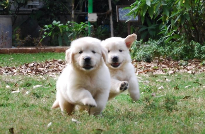 DogsIndia.com - Golden Retriever - Praveen