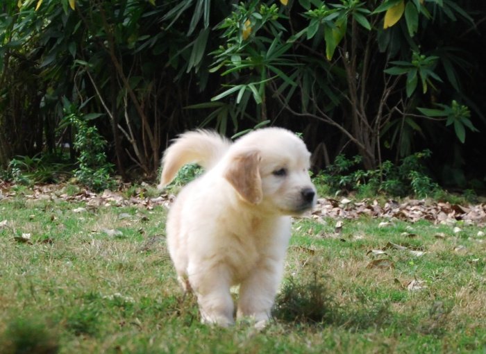 DogsIndia.com - Golden Retriever - Praveen