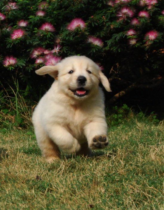 DogsIndia.com - Golden Retriever - Praveen