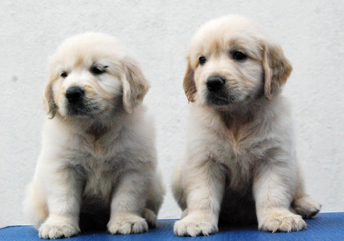 DogsIndia.com - Golden Retriever - Praveen