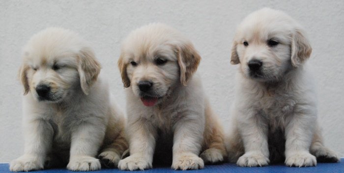 DogsIndia.com - Golden Retriever - Praveen