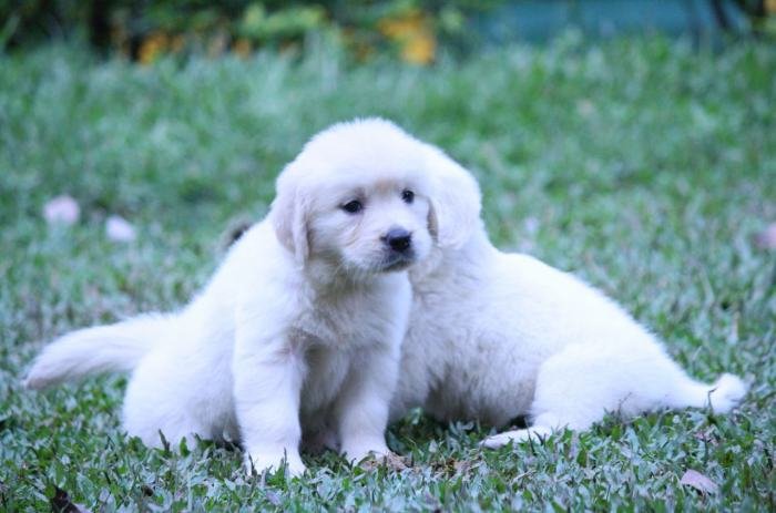 DogsIndia.com - Golden Retriever - Praveen