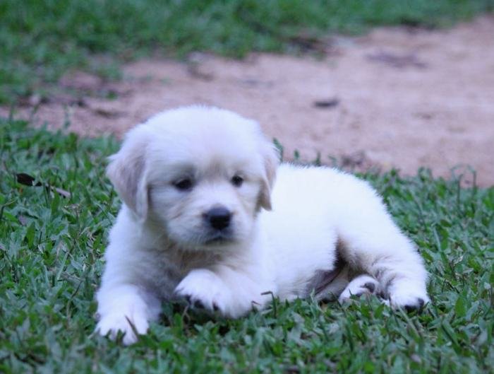 DogsIndia.com - Golden Retriever - Praveen