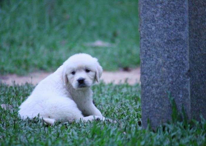 DogsIndia.com - Golden Retriever - Praveen