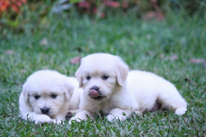 DogsIndia.com - Golden Retriever - Praveen