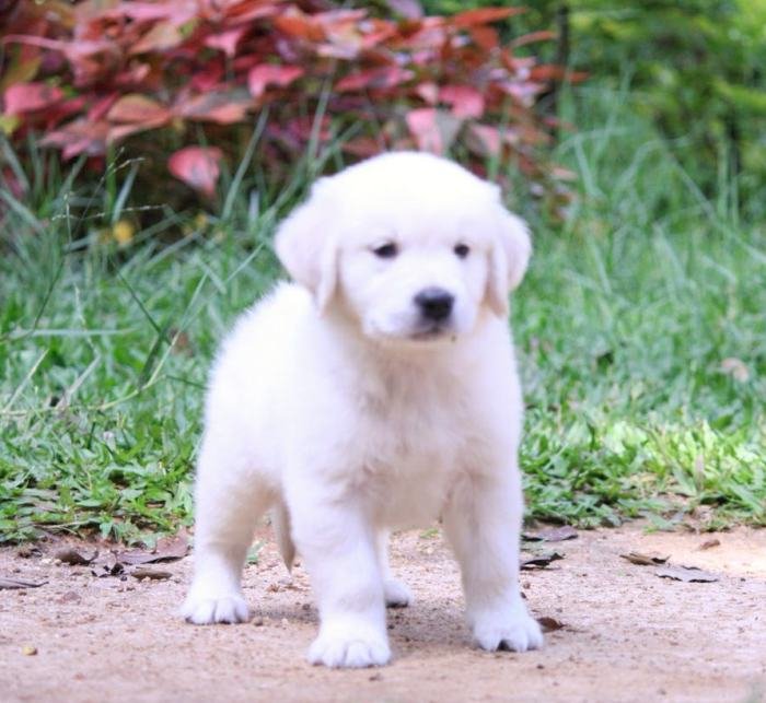 DogsIndia.com - Golden Retriever - Praveen