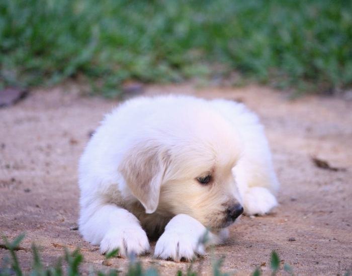 DogsIndia.com - Golden Retriever - Praveen