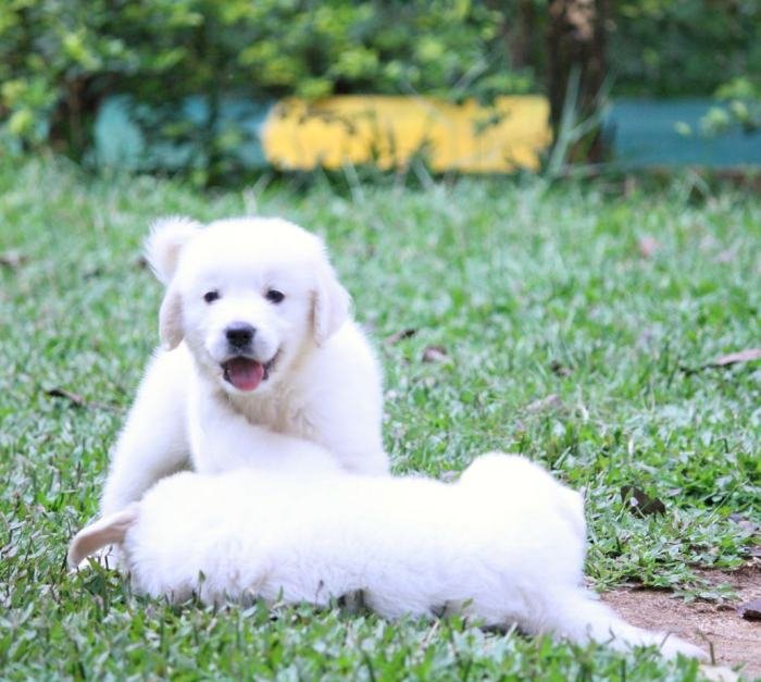 DogsIndia.com - Golden Retriever - Praveen