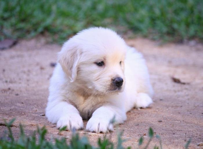 DogsIndia.com - Golden Retriever - Praveen