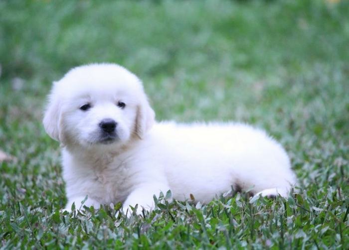 DogsIndia.com - Golden Retriever - Praveen