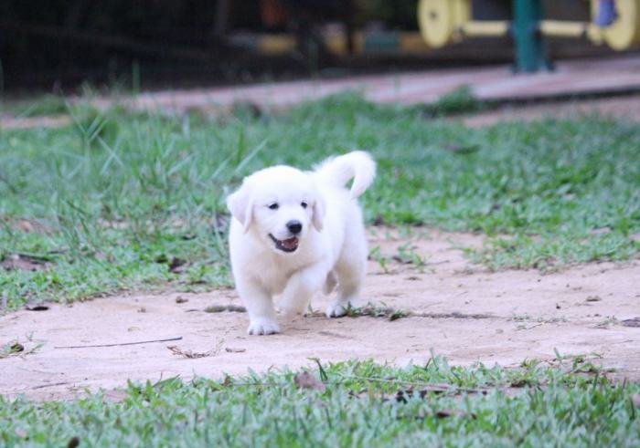 DogsIndia.com - Golden Retriever - Praveen