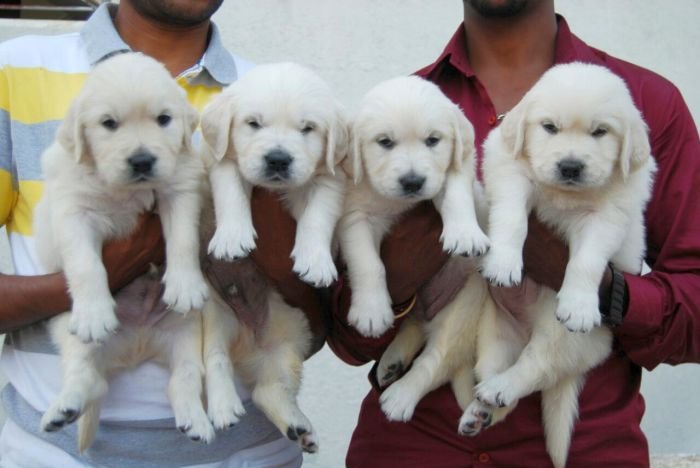 DogsIndia.com - Golden Retriever - Praveen