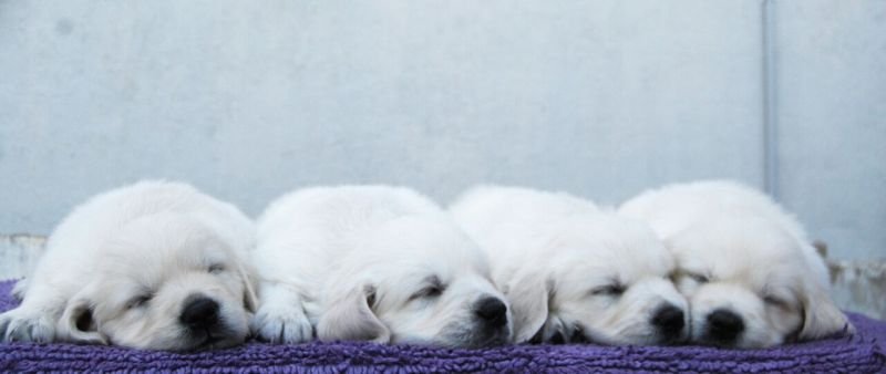 DogsIndia.com - Golden Retriever - Praveen