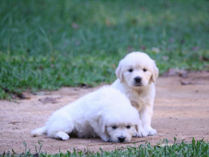 DogsIndia.com - Golden Retriever - Praveen