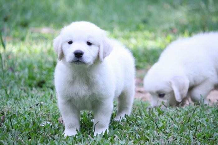 DogsIndia.com - Golden Retriever - Praveen