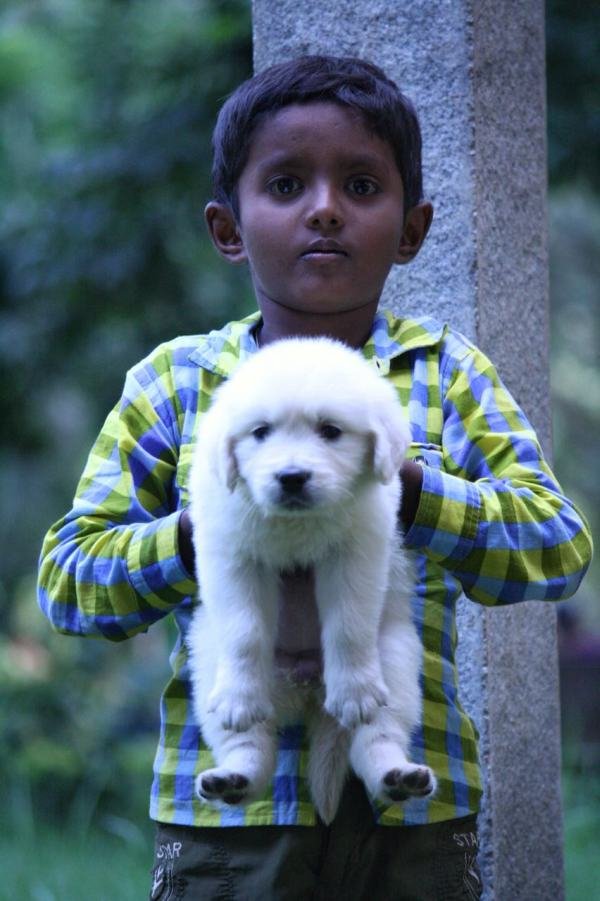 DogsIndia.com - Golden Retriever - Praveen