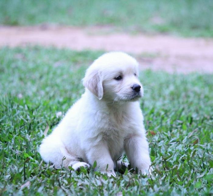 DogsIndia.com - Golden Retriever - Praveen