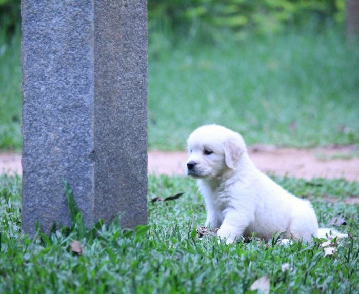 DogsIndia.com - Golden Retriever - Praveen