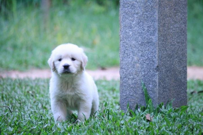 DogsIndia.com - Golden Retriever - Praveen