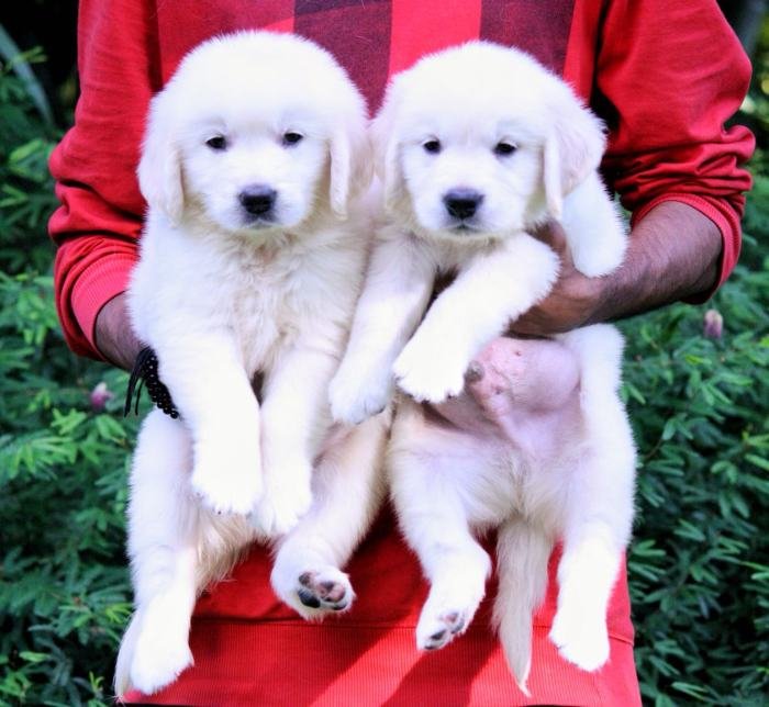 DogsIndia.com - Golden Retriever - Praveen